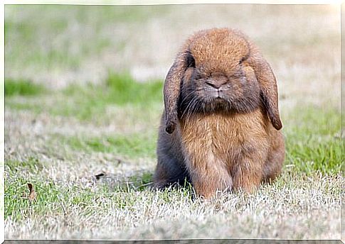 holland lop dwarf rabbit