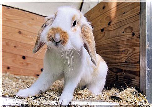 holland lop rabbit breed