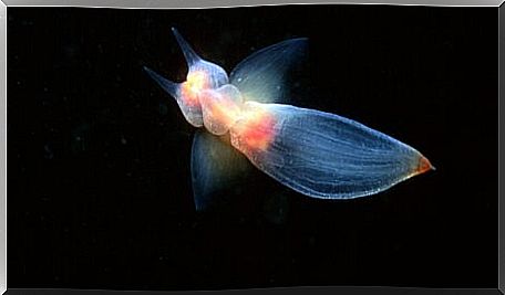 A sea angel on a black background.