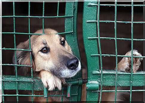 Animal abandonment: how to end an unsustainable situation