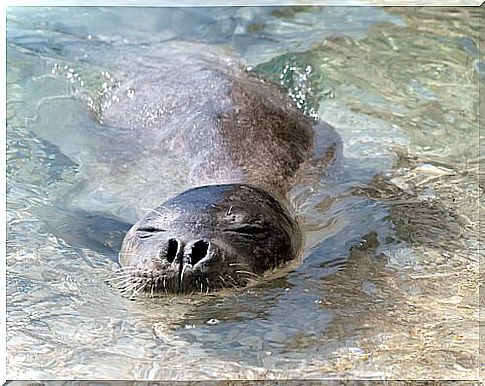 monk seal