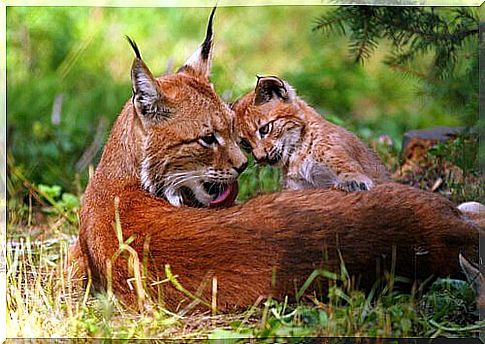 Eurasian lynx