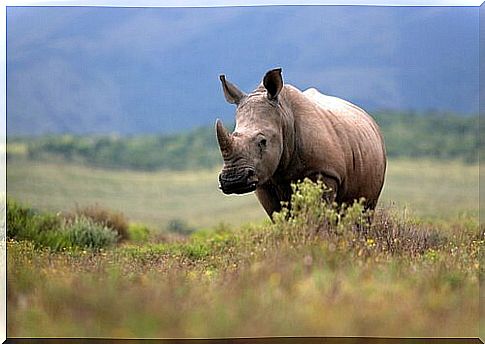 threatened rhino