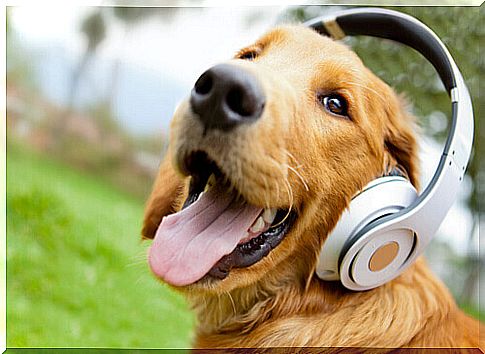 Animals love music too