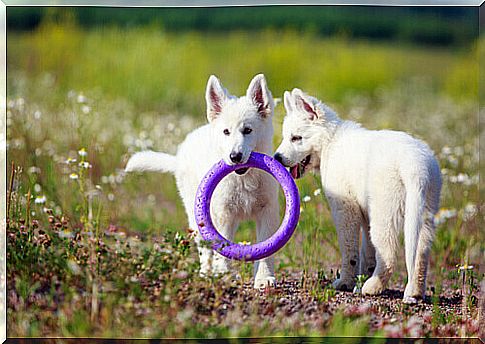 Anti-stress toys for dogs