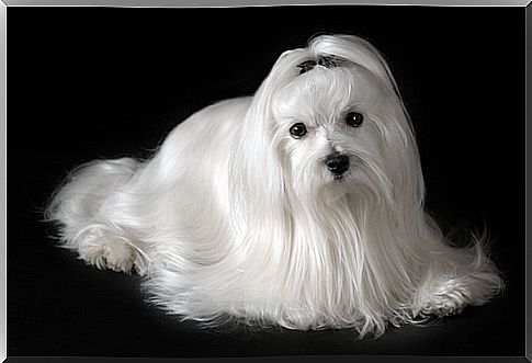 Maltese