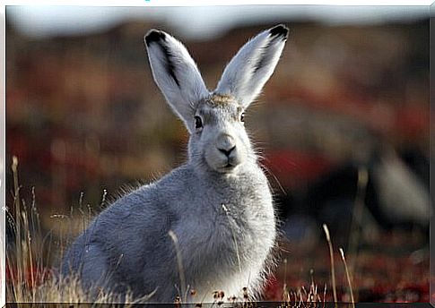 The feeding of the arctic hare