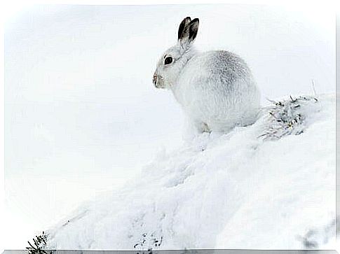 Arctic Hare Characteristics