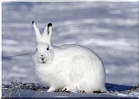 The feeding of the arctic hare