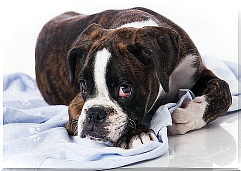 Are there contagious tumors in dogs?