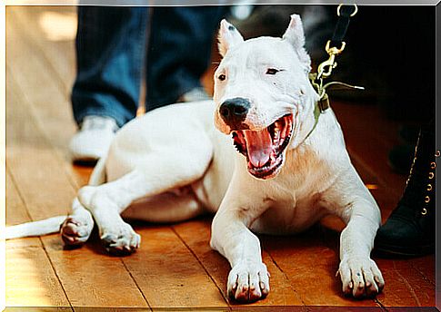 Argentine Dogo, a peculiar breed