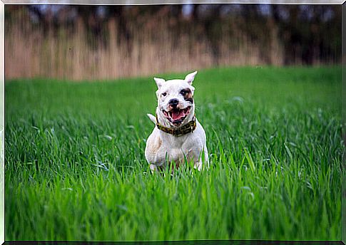 Argentine Dogo