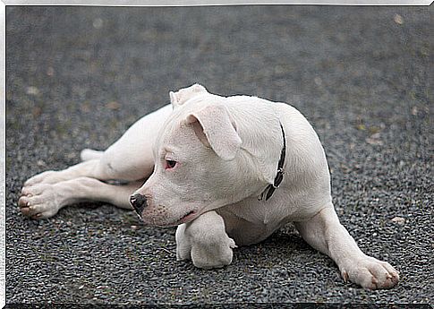 Argentine Dogo is sociable