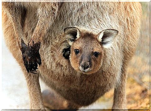 kangaroo baby in the bag