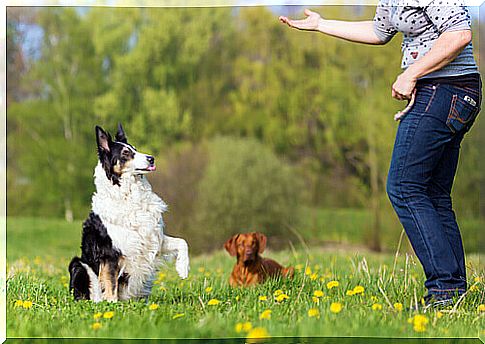 Basic Obedience Exercises for Dogs