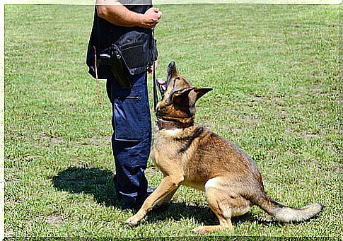 german shepherd being trained