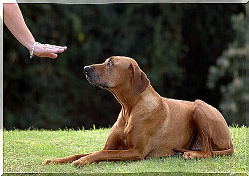 dog being trained