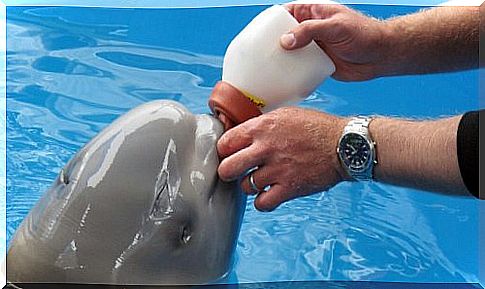 Beluga puppy rescued in Alaska