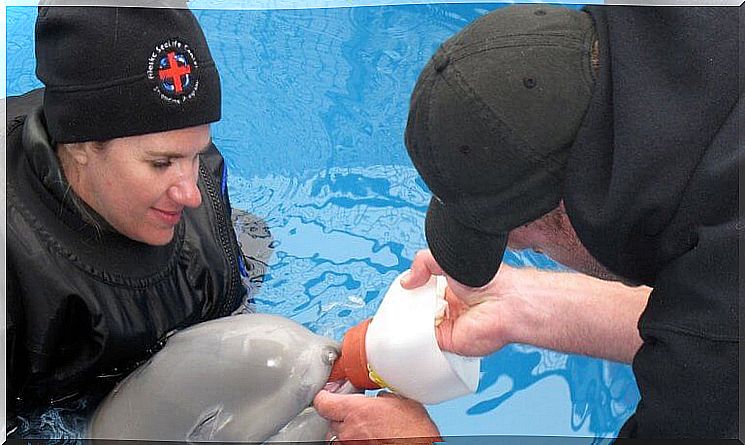 Rescued beluga puppy drinking milk from a bottle