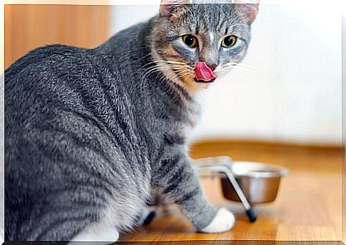 The best cat food: feed your feline well