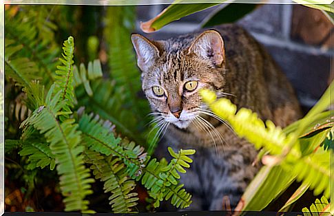 Beware: cats and toxic plants!