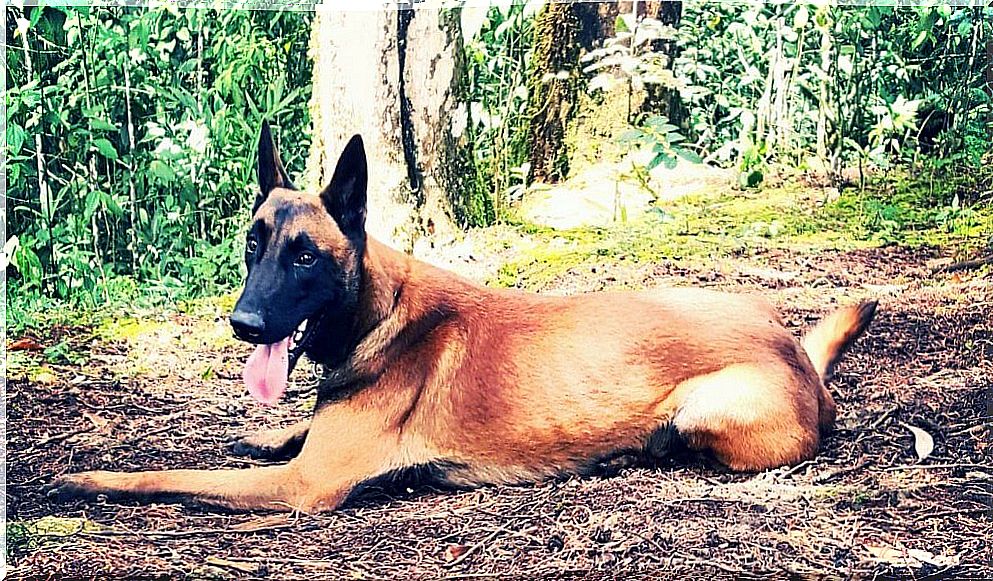 Bones, the missing dog in Colombia