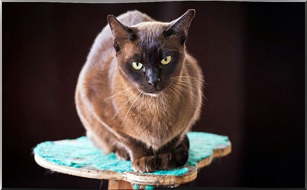 Burmese cat: characteristics and behavior