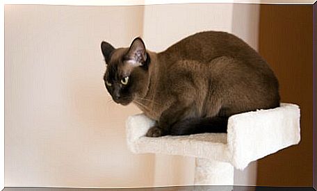 A Burmese cat in a tower.