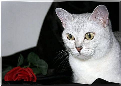 Burmila cat: know this species