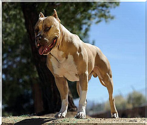 american pit bull terrier