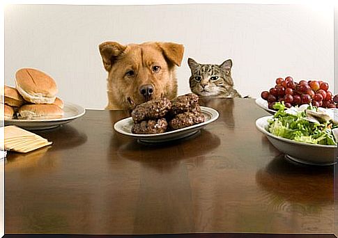 Can cats and dogs eat the same?