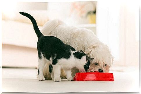 Dog and cat eating from the same bowl