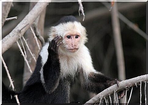 Capuchin monkey: characteristics, behavior and habitat