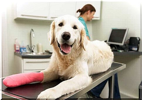 Care after orthopedic surgery in dogs