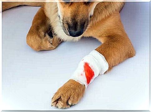 Orthopedic surgery in dogs