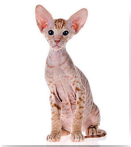 Peterbald cat