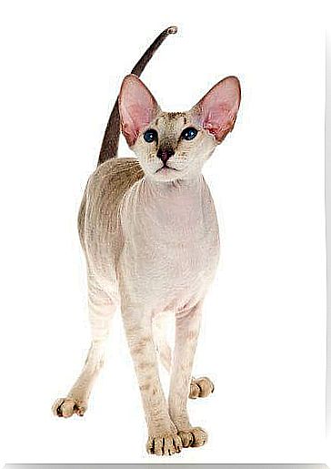 cat peterbald behavior