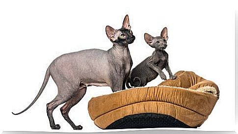 peterbald cat care