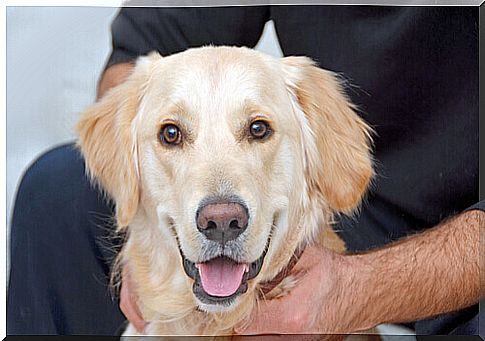 Labrador dog and its owner