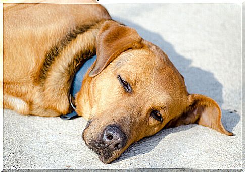 dog lying in the sun