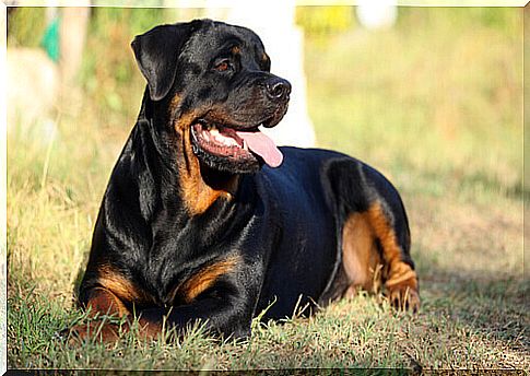 Characteristics of the Rottweiler Dog