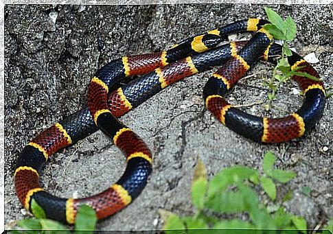 Characteristics of the dreaded coral snake