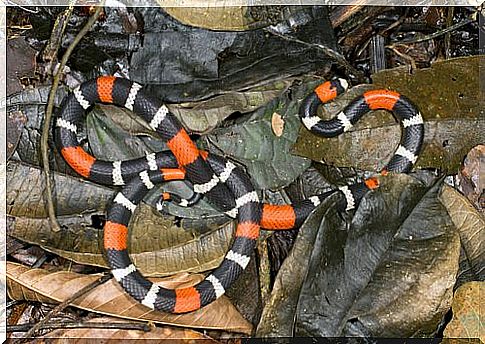 coral snake species