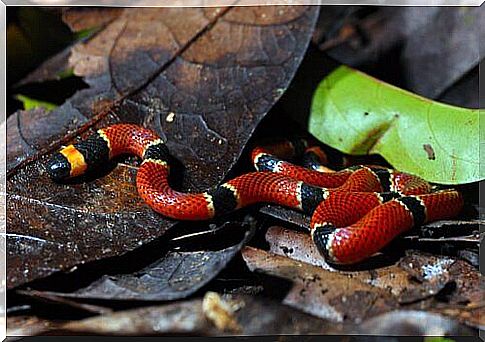 5 species of coral snake