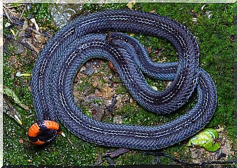 blue malaysian coral snake