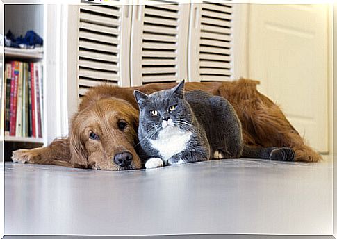 Dog and cat