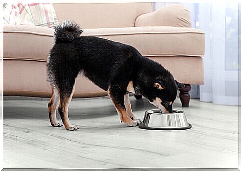 Common Canine Diseases Caused by Poor Diet