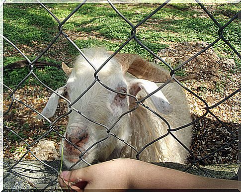 animal in zoo