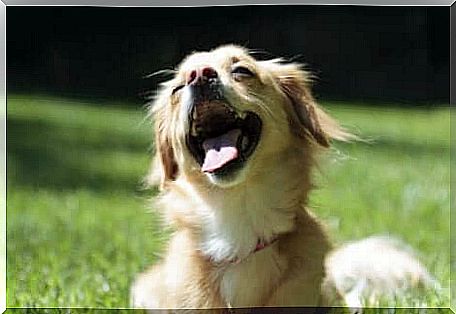 Cachorro tomando sol