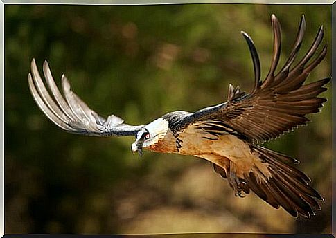 Curiosities about the bearded vulture